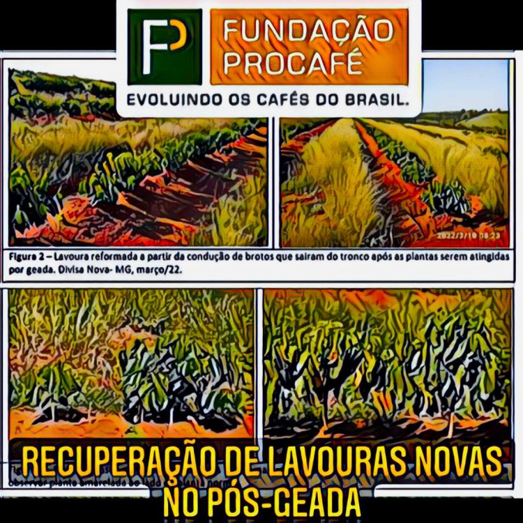 Café em FOCO