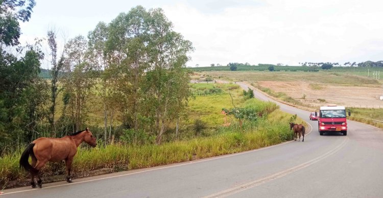 Jornal O EXPRESSO...- URGENTE: Animais na Rodovia representam risco de morte para condutores!