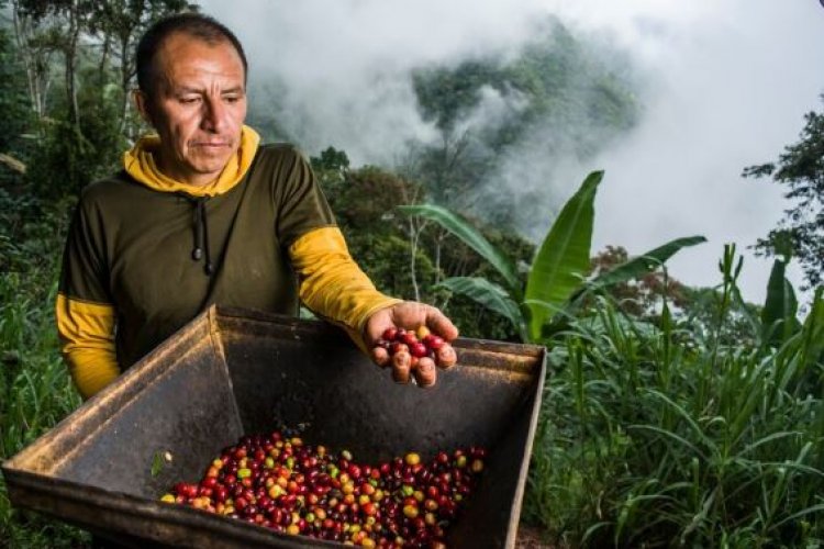 Produção de Café CAIRÁ 15,3% em 2022, diz a CONAB