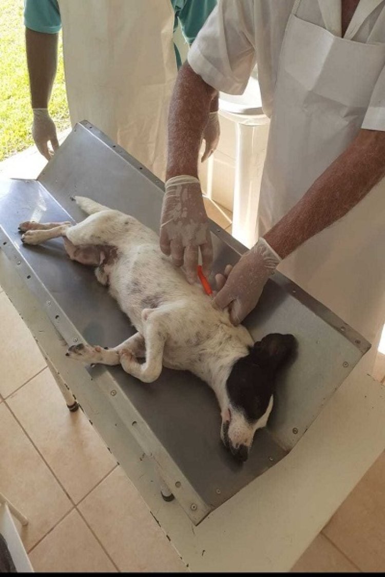 Convênio beneficia mais de 5 mil animais de rua e da população de baixa renda em MG
