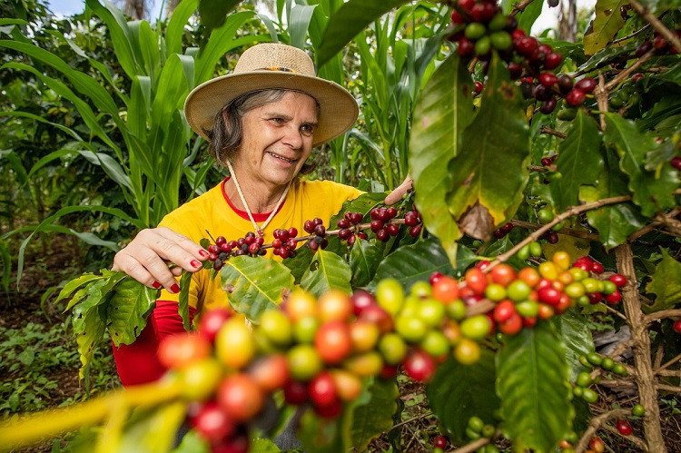 Vem aí um ACORDO TRABALHISTA para a safra de CAFÉ!