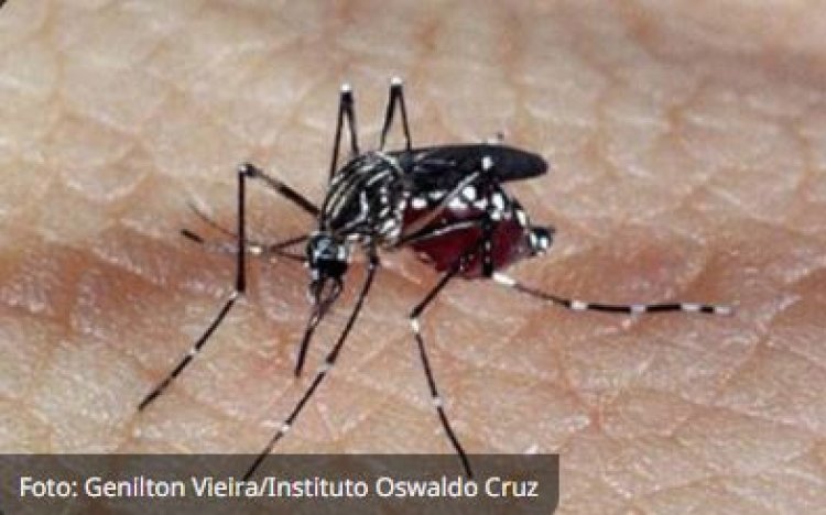 Brasil ultrapassa 2 milhões de casos de dengue