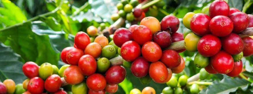 Café de MINAS GERAIS: Novo recorde em exportação sinaliza que mundo abraça cada vez mais os grãos de Minas