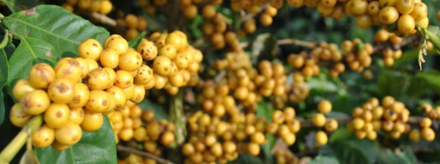 MInas Gerais investe em Cultivares de café e já ganham prêmios