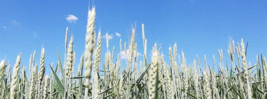 Silagem de trigo desenvolvida em MINAS Gerais traz nutrição e economia para bovinos