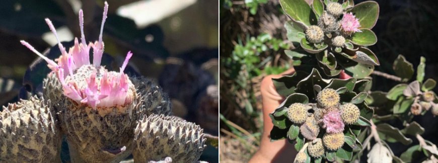 Novo gênero de planta, Roquea, é descoberto em Minas Gerais