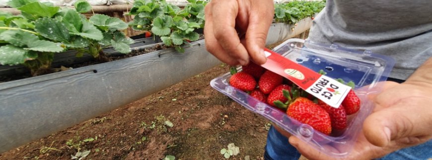 Certifica Minas: Produtores Sustentáveis Têm Desconto no Plano Safra 2024/2025