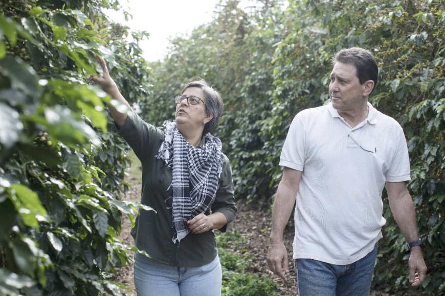 Sudoeste de Minas adere à Plataforma Global do Café e fortalece cafeicultura sustentável
