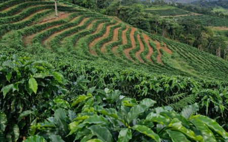 Sistema Faemg Senar promove cafés mineiros