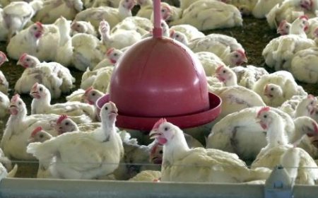 China, UE e Argentina suspendem frango do Brasil após gripe aviária no RS