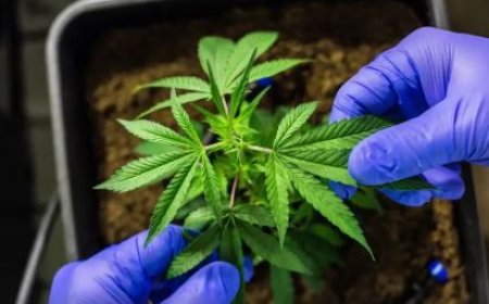 Congresso debate cânhamo, cannabis medicinal e agronegócio sustentável no Brasil