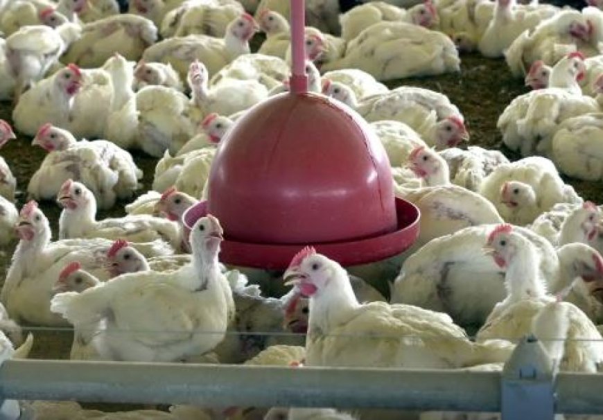 China, UE e Argentina suspendem frango do Brasil após gripe aviária no RS
