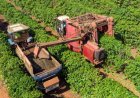 Agronegócio terá crédito do FAT para inovação e máquinas