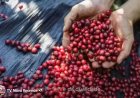 Dia do Café: Em destaque a origem e qualidade dos cafés do Brasil
