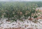 Granizo provoca estragos em cafezais e cidades do Sul de Minas