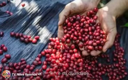 Dia do Café: Em destaque a origem e qualidade dos cafés do Brasil