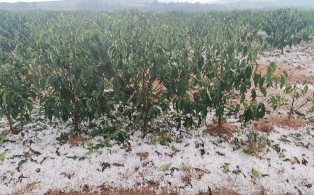 Granizo provoca estragos em cafezais e cidades do Sul de Minas