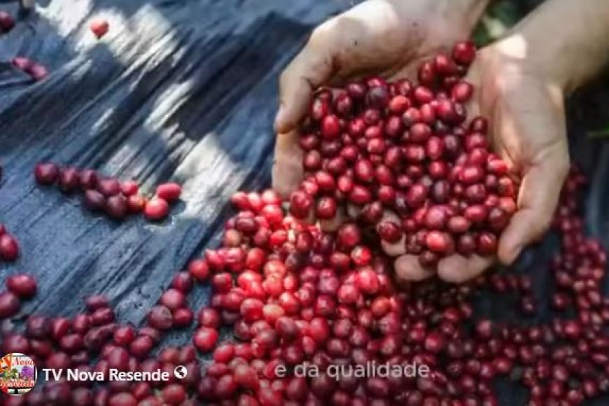 Dia do Café: Em destaque a origem e qualidade dos cafés do Brasil
